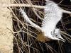 일본 뿔호반새 Megaceryle lugubris (Greater Pied Kingfisher, Japan)