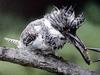 일본 뿔호반새 Megaceryle lugubris (Greater Pied Kingfisher, Japan)