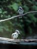 일본 뿔호반새 Megaceryle lugubris (Greater Pied Kingfisher, Japan)