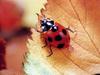 일본 칠성무당벌레 Coccinella septempunctata (Seven-spotted Ladybird, Japan)