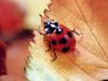 일본 칠성무당벌레 Coccinella septempunctata (Seven-spotted Ladybird, Japan)