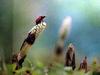 일본 칠성무당벌레 Coccinella septempunctata (Seven-spotted Ladybird, Japan)