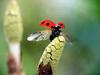 일본 칠성무당벌레 Coccinella septempunctata (Seven-spotted Ladybird, Japan)