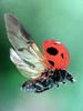 일본 칠성무당벌레 Coccinella septempunctata (Seven-spotted Ladybird, Japan)