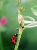 일본 칠성무당벌레 Coccinella septempunctata (Seven-spotted Ladybird, Japan)