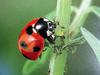 일본 칠성무당벌레 Coccinella septempunctata (Seven-spotted Ladybird, Japan)