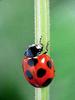 일본 칠성무당벌레 Coccinella septempunctata (Seven-spotted Ladybird, Japan)