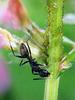 일본 칠성무당벌레 Coccinella septempunctata (Seven-spotted Ladybird, Japan)