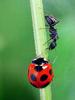 일본 칠성무당벌레 Coccinella septempunctata (Seven-spotted Ladybird, Japan)