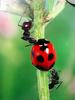 일본 칠성무당벌레 Coccinella septempunctata (Seven-spotted Ladybird, Japan)