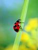 일본 칠성무당벌레 Coccinella septempunctata (Seven-spotted Ladybird, Japan)