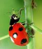 일본 칠성무당벌레 Coccinella septempunctata (Seven-spotted Ladybird, Japan)