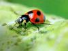 일본 칠성무당벌레 Coccinella septempunctata (Seven-spotted Ladybird, Japan)