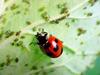 일본 칠성무당벌레 Coccinella septempunctata (Seven-spotted Ladybird, Japan)