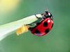 일본 칠성무당벌레 Coccinella septempunctata (Seven-spotted Ladybird, Japan)