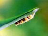 일본 칠성무당벌레 Coccinella septempunctata (Seven-spotted Ladybird, Japan)