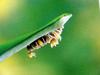 일본 칠성무당벌레 Coccinella septempunctata (Seven-spotted Ladybird, Japan)