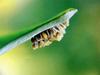 일본 칠성무당벌레 Coccinella septempunctata (Seven-spotted Ladybird, Japan)