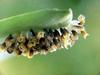 일본 칠성무당벌레 Coccinella septempunctata (Seven-spotted Ladybird, Japan)