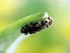 일본 칠성무당벌레 Coccinella septempunctata (Seven-spotted Ladybird, Japan)