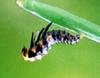 일본 칠성무당벌레 Coccinella septempunctata (Seven-spotted Ladybird, Japan)