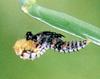 일본 칠성무당벌레 Coccinella septempunctata (Seven-spotted Ladybird, Japan)