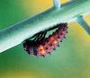 일본 칠성무당벌레 Coccinella septempunctata (Seven-spotted Ladybird, Japan)