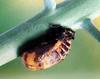 일본 칠성무당벌레 Coccinella septempunctata (Seven-spotted Ladybird, Japan)