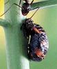 일본 칠성무당벌레 Coccinella septempunctata (Seven-spotted Ladybird, Japan)