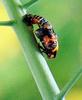 일본 칠성무당벌레 Coccinella septempunctata (Seven-spotted Ladybird, Japan)