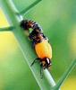 일본 칠성무당벌레 Coccinella septempunctata (Seven-spotted Ladybird, Japan)