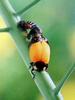 일본 칠성무당벌레 Coccinella septempunctata (Seven-spotted Ladybird, Japan)