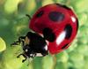 일본 칠성무당벌레 Coccinella septempunctata (Seven-spotted Ladybird, Japan)