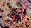 일본의 무당벌레류의 冬眠 (Ladybirds in hibernation, Japan)