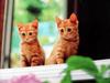새끼 고양이 (Brown Kittens, Japan)