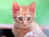 새끼 고양이 (Brown Kittens, Japan)