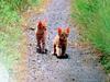 새끼 고양이 (Brown Kittens, Japan)