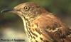 Brown Thrasher (Toxostoma rufum)