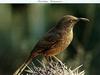 Curve-billed Thrasher (Toxostoma curvirostre)