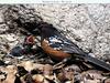 Spotted Towhee (Pipilo maculatus)