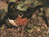 Spotted Towhee (Pipilo maculatus)