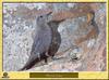 Blue Rock-Thrush (Monticola solitarius)