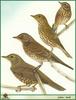 Painted species (Turdus sp.)