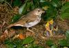 Hermit Thrush (Catharus guttatus)