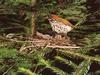 Wood Thrush (Hylocichla mustelina)