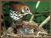 Wood Thrush (Hylocichla mustelina)