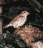 Wood Thrush (Hylocichla mustelina)