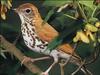 Wood Thrush (Hylocichla mustelina)