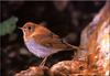 Veery (Catharus fuscescens)