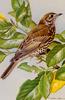 [Animal Art - Basil Ede] Mistle Thrush (Turdus viscivorus)